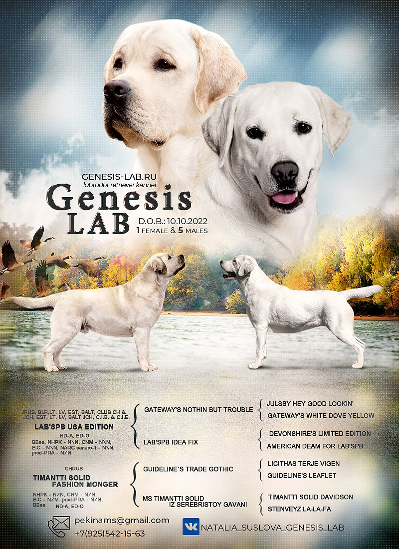Genesis Lab puppies 10/10/2022