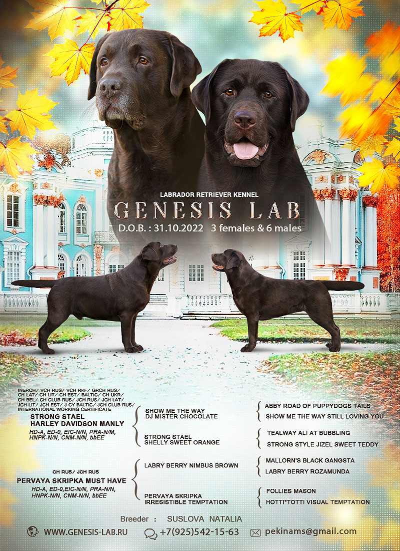 Genesis Lab puppies 31/10/2022